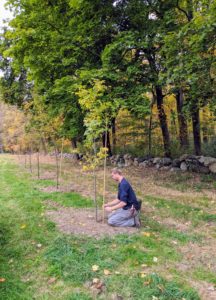 After the stake is secured into the ground, Gavin ties garden twine in three places - this will ensure the tree is well supported and directed as it grows. Zelkovas grow rapidly when young and then they slow to a medium growth speed upon middle age and maturity.