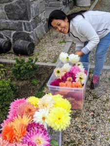 Here's Sanu carefully placing each flower into a bin before transporting them up to my Winter House. Native to Mexico and Central America, dahlias produce an abundance of wonderful flowers throughout early summer and again in late summer until the first frost.