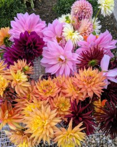 "Dahlias for days" is a common saying this season. My new dahlia bed behind my main greenhouse is still bursting with flowers.