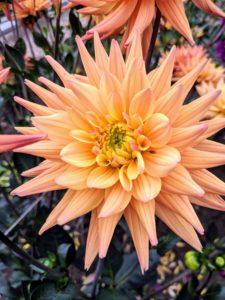 This is ‘Karma Corona’. The Karma series was developed for the cut flower market. This variety has strong stems and flowers that open with a blend of beautiful salmon, yellow, and bronze.