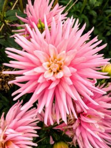 ‘Park Princess’ is a cactus type. The tightly rolled petals vary in color from pale pink to rich, vibrant pink, depending on the temperature and moisture. It is a prolific re-bloomer and an excellent cut flower.