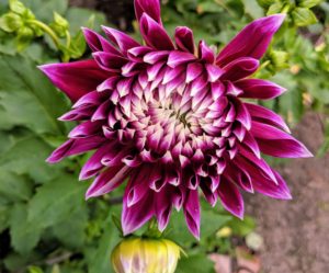 Dahlia ‘Vancouver’ is an eye-catching dinner plate dahlia with huge and magnificent, blue-violet blossoms adorned with white-tipped, long petals. When fully opened, this double variety flowers up to eight to 10 inches in diameter.