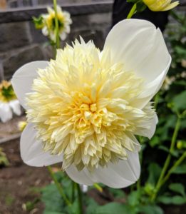 When deciding where to plant dahlias, look for an area that is in full sun to part shade. This is 'Platinum Blonde' - one of the most unusual varieties. The flowers resemble double flowered echinacea. Each fuzzy buttercream center on a four-inch anemone-shaped bloom is surrounded by a ring of bright white petals. The long-stemmed flowers are great for wedding work and last well in the vase.