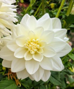 'Center Court' dahlias are beautiful pristine white six-inch blooms atop five-foot tall plants. The petals fold back to cup each stem. 'Center Court' looks great in large arrangements.