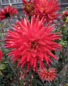This cactus dahlia is called ‘Karma Red Corona’ with brilliant, scarlet red flowers. It was bred as a cut flower, and like other Karma dahlias, the plants are compact with dark green foliage, long stems, and a high bud count. The quilled petals add extra texture and volume.