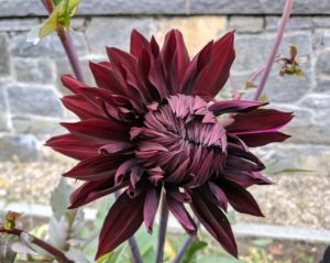 'Black Jack' is one of the last to open - here it is still working its way to full bloom. This variety is extremely dark burgundy with green foliage.