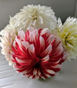Experiment with the varieties - dahlias look great arranged in different colors.