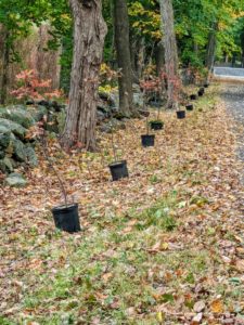 Here in the new planting space, 104 pin oaks are lined up along both sides of the carriage road leading to my "Contemporary House." The trees are hard to see in the pots with their slender trunks, but in time they will be big and beautiful.