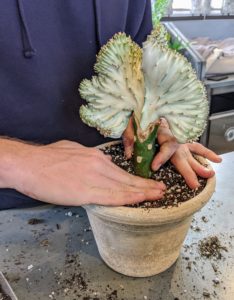 This is Euphorbia lactea is also known as a "Coral Cactus." It is a species native to tropical Asia, mainly in India. The showy part of the plant, the section that resembles coral, is called the crest. The ridges are spiny, with short spines. After placing it in the pot and adding more soil, Ryan tamps the soil down to prevent any air holes.