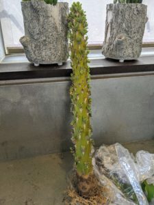 Here is another tall exotic succulent.