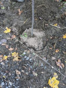 Then a generous amount of fertilizer is sprinkled on the compost and the existing soil. The elements are mixed together and planted with the tree.