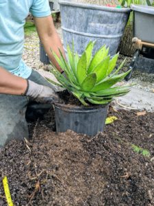 Once it is cleaned up, Pete puts the plant back in the pot and fills it with potting mix and Osmocote. As with many succulent plants, agaves are shallow-rooted and can grow in any size container because they don’t need much soil.