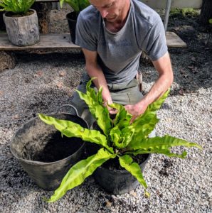 Here is Gavin tending to one of the bird’s nest ferns, Asplenium nidus. Bird’s-nest fern is a common name applied to several related species of epiphytic ferns in the genus Asplenium.