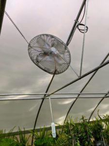 This greenhouse has three circulation fans. The crew makes sure no part of any plant is blocking the fans.