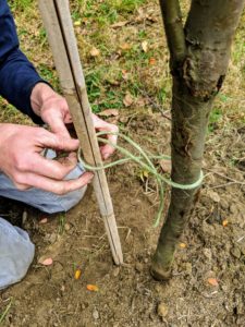 The knots used should be very simple. I always teach every member of the crew to twist the twine before knotting, so the tree or vine or cane is not crushed or strangled.