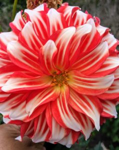 Dahlias come in a myriad of colors. Here's one of my favorites - ‘Myrtle’s Brandy’. This dahlia is bright red with white tips whose petals fold back towards the stems. It is an excellent cut flower variety.