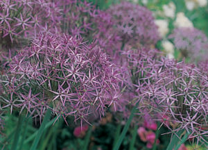 Some of the other bulbs we're planting include Allium cristophii, also known as Persian onion or Star of Persia. It is a species of onion native to Turkey, Iran, and Turkmenistan, though grown as an ornamental bulbous plant in many parts of the world. The enormous, eight to 10-inch globes are violet-pink with a silvery sheen. Christophii blooms in late spring to early summer and the dried seed heads last for months. (Photo courtesy of Colorblends)