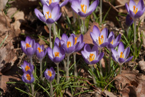Crocus 'Tommies' are purple-pink early spring bloomers. The four-inch tall plants have egg-shaped blooms that open wide in the sun. Planted en masse, they create a carpet of color in late winter or very early spring. (Photo courtesy of Colorblends)