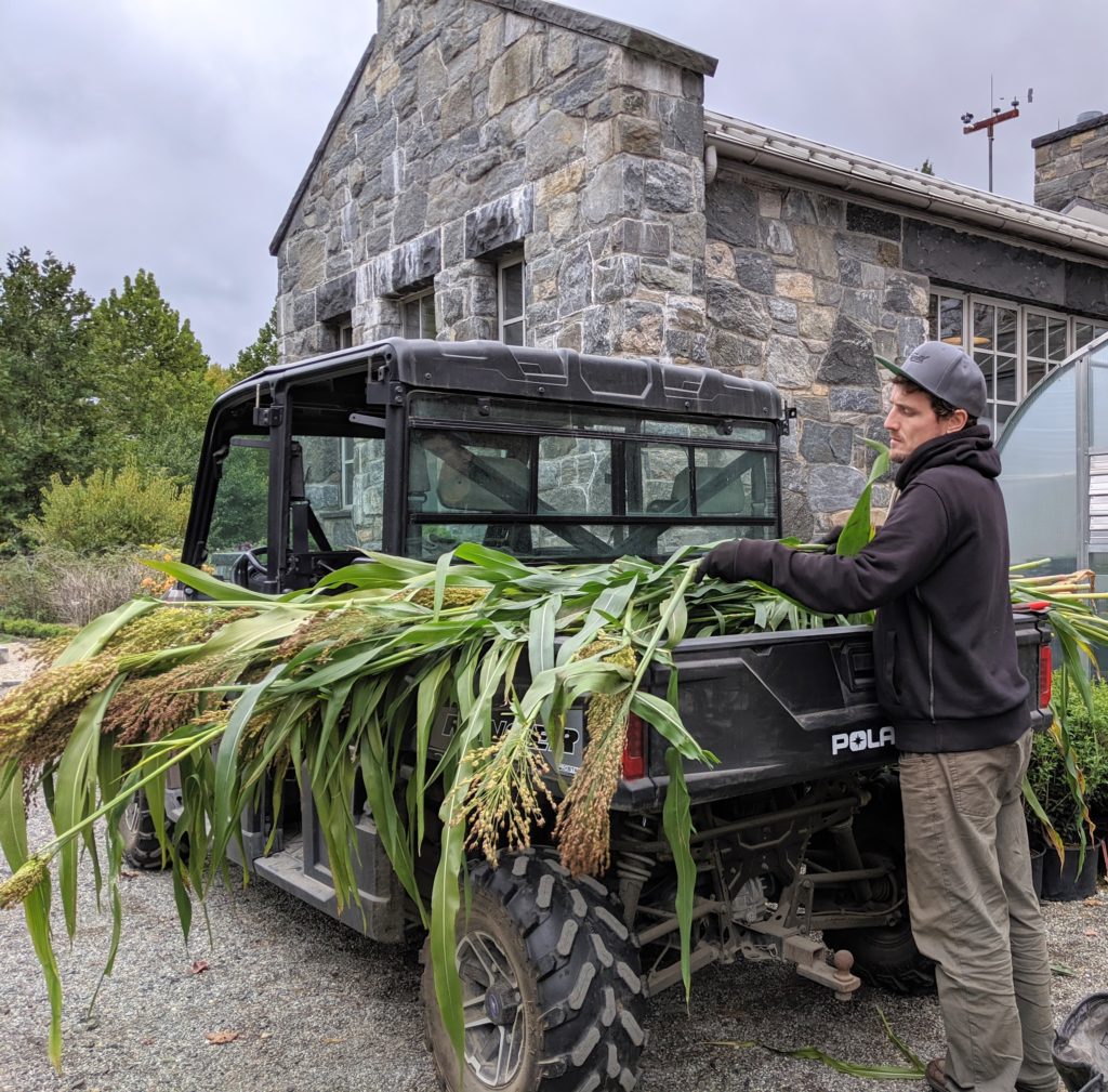 Harvesting Broom Corn The Martha Stewart Blog