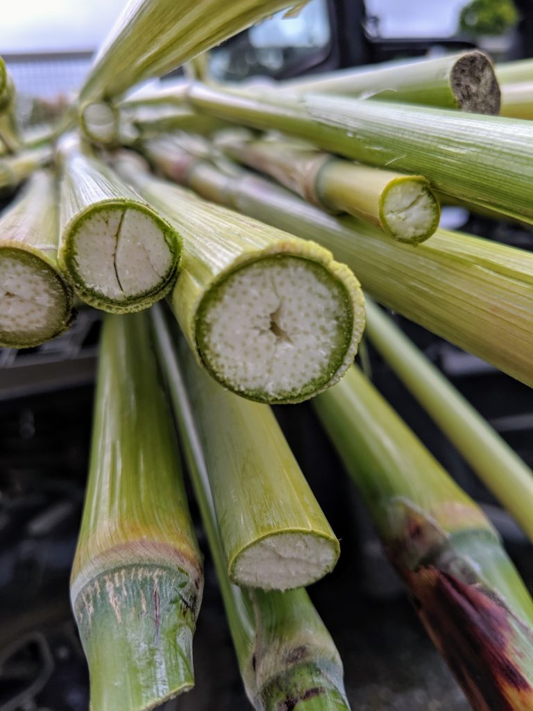 Harvesting Broom Corn - The Martha Stewart Blog