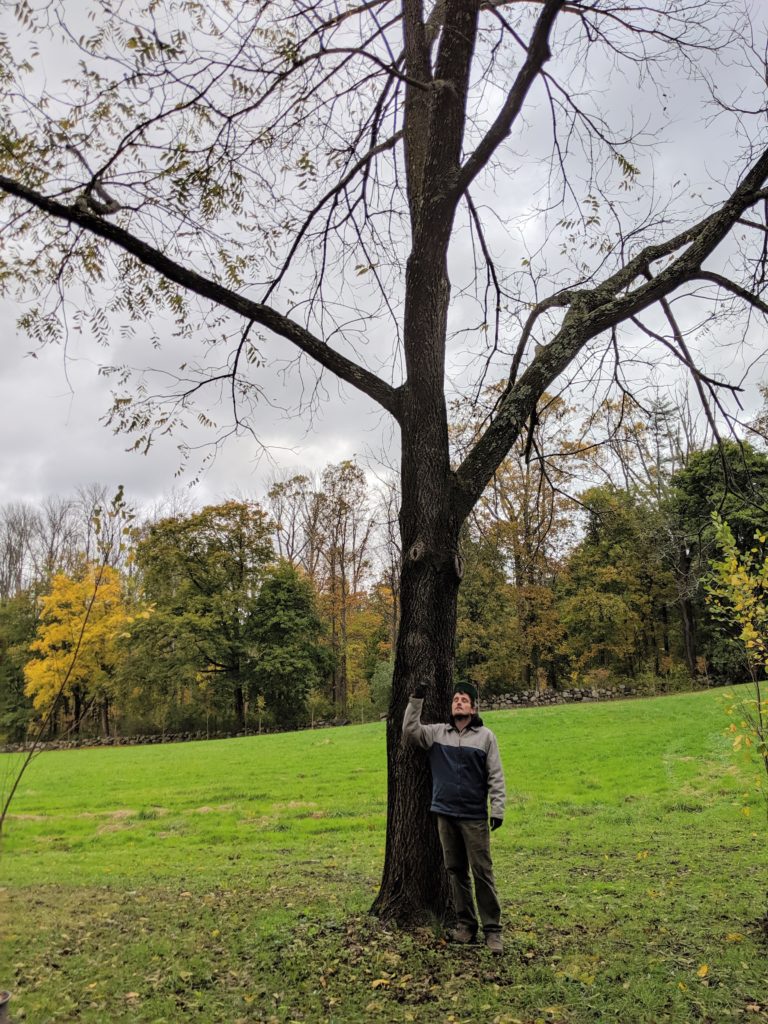 Harvesting Black Walnuts at My Farm The Martha Stewart Blog