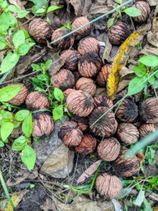 What's left are the walnuts in their hard shells - the hardest shells of all the tree nuts.