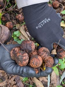 Black walnuts also contain tannins, a juicy substance that stains clothing and skin. Ryan is using my all-purpose No-Slip Gardening Gloves from QVC to protect his hands.