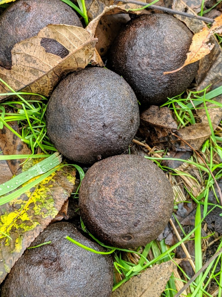Harvesting Black Walnuts at My Farm The Martha Stewart Blog