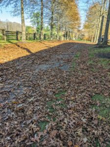 Leaf blowers are the most effective for gathering the bulk of leaves into large piles. With so many trees at my farm, this process takes a couple of weeks to complete.