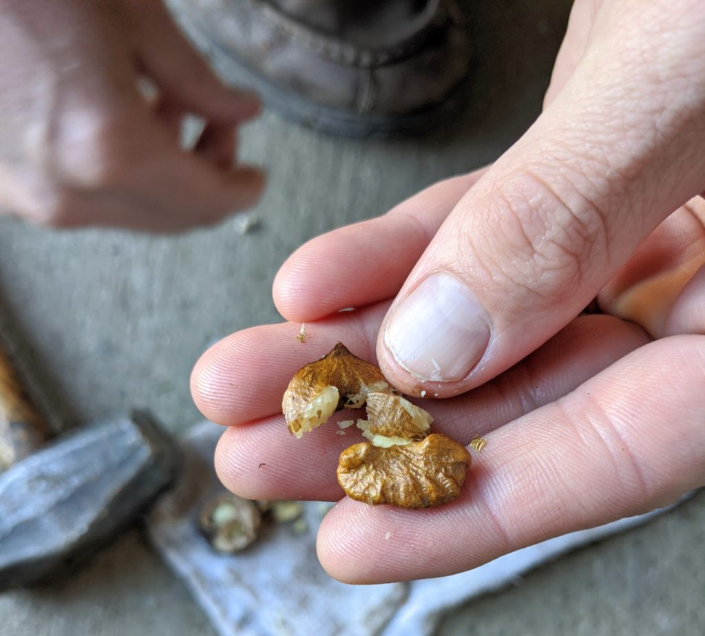 Harvesting Black Walnuts at My Farm - The Martha Stewart Blog