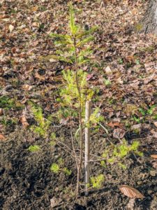 Here is a young larch well supported by a piece of bamboo. If planting larch trees, be sure they have plenty of room to grow and spread their branches. Most larch tree types grow between 50 and 80 feet tall and spread as much as 50 feet wide.