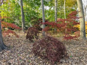 Japanese maple trees are particularly suitable for borders and ornamental paths because their root systems are compact and not invasive. Through this woodland grove, they line both sides of the carriage road.