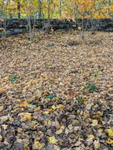 It is very important to remove the leaves after they fall in order to maintain a healthy and attractive lawn and garden. A thick or matted layer of fallen leaves casts excessive shade over the ground below and can prevent adequate sun, nutrients, and water from reaching grass and other plantings.