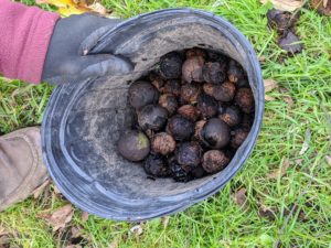 After Ryan removes the husks from these nuts, he tosses all the husks in the trash - not the compost pile - because of the juglone chemical. It is important not to let that spread to other plantings.