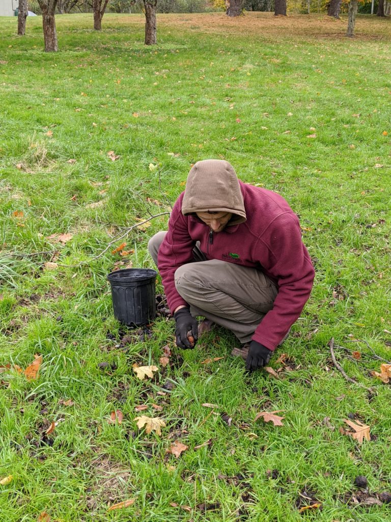 Harvesting Black Walnuts at My Farm The Martha Stewart Blog