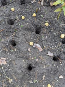 These holes are perfect for these medium-sized Spanish Bluebell bulbs.
