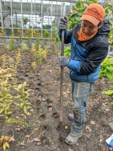 Because we have so many bulbs to plant - three-thousand in this bed - Phurba uses a crowbar to make the holes. The weight of the bar is enough to make the holes about six inches deep. The soil is already soft and well-tilled.