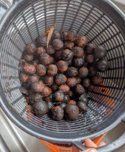 Good black walnuts will sink - all of these should be good. The nuts are rinsed several times and then well-strained.