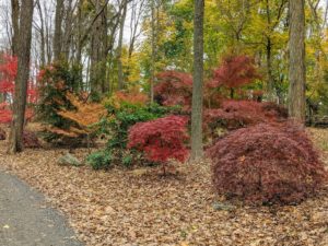 I love the contrast between the bright reds, yellows, and greens in this grove. The heavy leaf cover on the ground also enriches the soil and adds even more fall color.