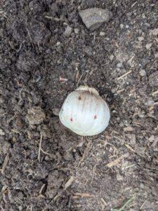 Smaller bulbs, like this one, can be planted about three to five inches deep.