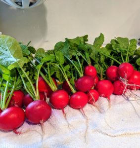 Sanu washes our bounty of bright red radishes. Radishes are chock full of vitamins A, C, E, B6, and potassium.