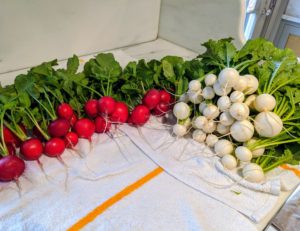 These will be perfect for my dinner - my guests will love these fresh vegetables, all organically grown right here at my farm.