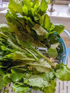 And don't throw away the turnip tops. Turnip greens, as well as radish greens, are also very nutritious and flavorful.