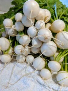 And look at these turnips - so white and perfect. Turnips are a great source of minerals, antioxidants and dietary fiber. It is also a low-calorie vegetable — only 28 calories a serving.