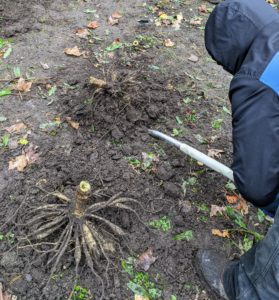 Phurba digs up the dahlia tubers with a garden fork starting about a foot away from the center stem. He is very careful not to let the tool come into contact with any of the tuberous roots, which can be easily damaged.