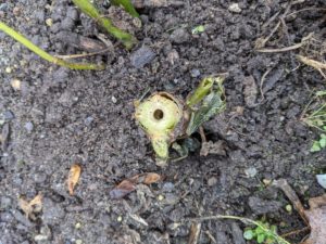 Dahlia stems are hollow making them quickly susceptible to rot. This is also why dahlias often have to be staked to help support their very large flowers.