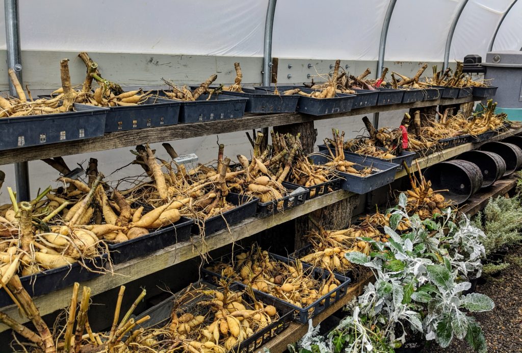 Digging up Dahlia Tubers for Storage The Martha Stewart Blog