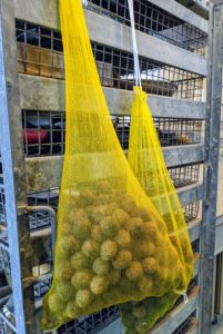 Using mesh bags we saved from our yearly bulb orders, the nuts are hung up in a dry place for two to three weeks. This ensures that the nuts are cured properly. Well-dried nuts will keep longer. If left outside to dry, make sure they're protected from direct sunlight, rain, and squirrels.