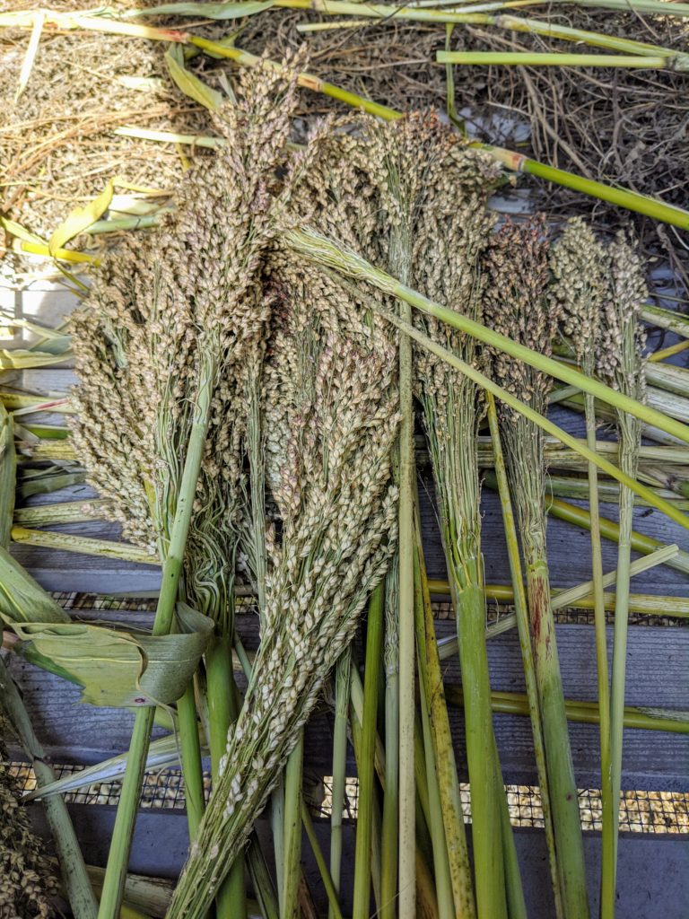 Harvesting Broom Corn The Martha Stewart Blog