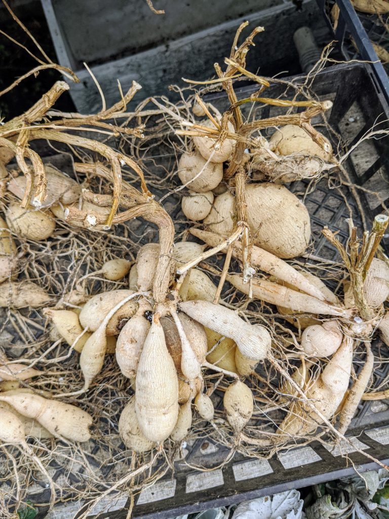 storing-dahlia-tubers-for-winter-the-martha-stewart-blog